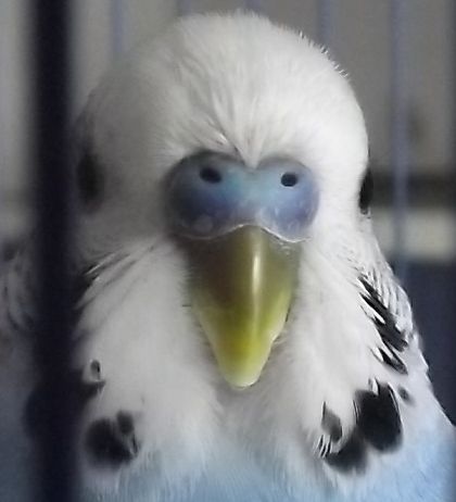 la cera del mio coco...